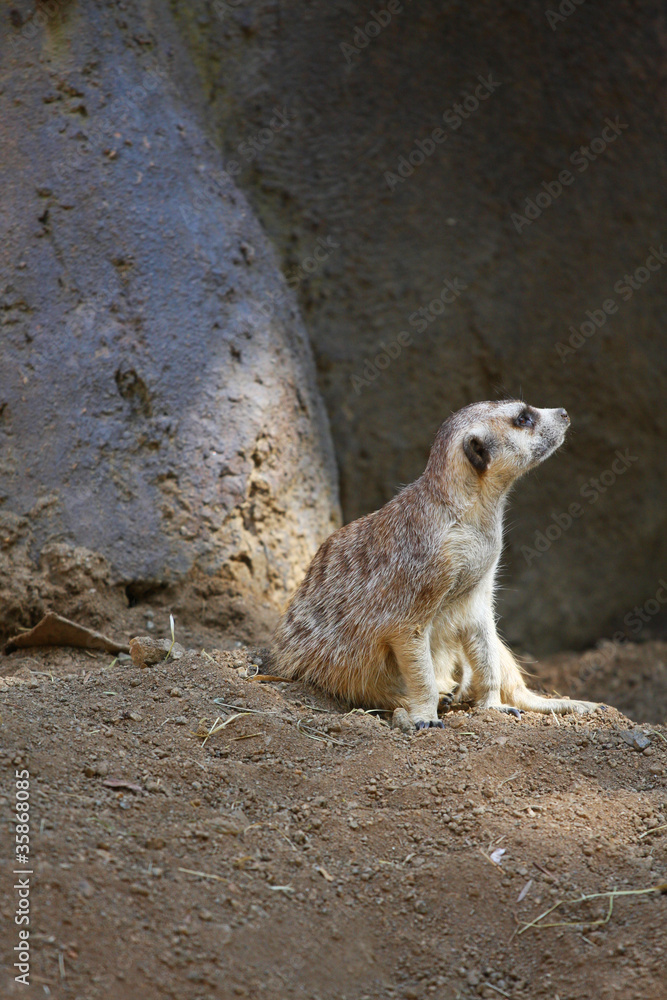 Meerkat Meerkat
