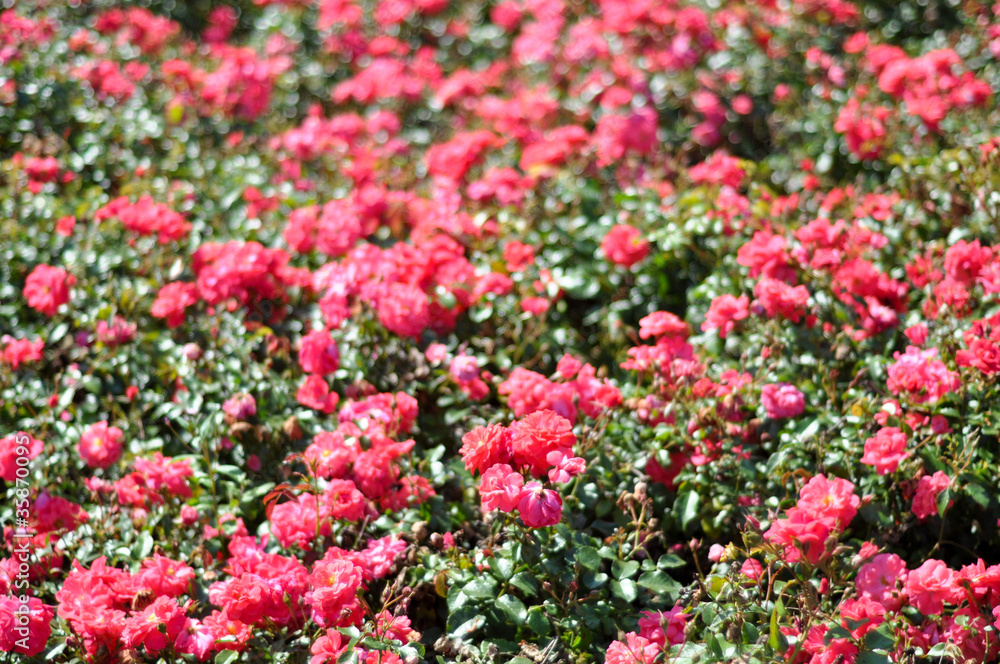 Rosen. Kosmetik Industrie