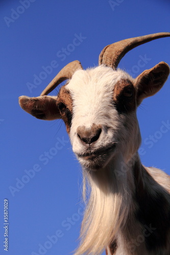 goat with blue sky background