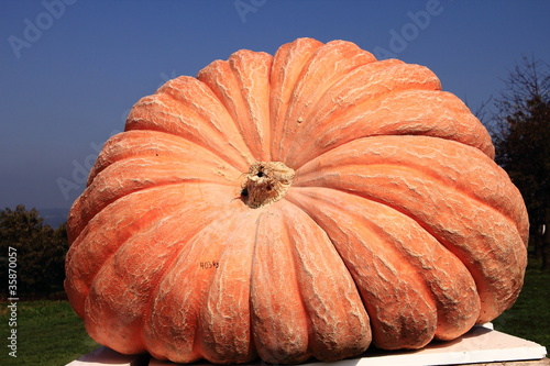 Giant pumpkin, winner of the swiss pumpkin contest