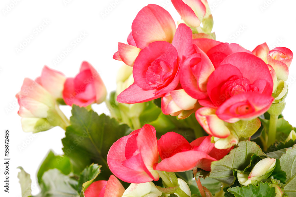 begonia flower begonia flower