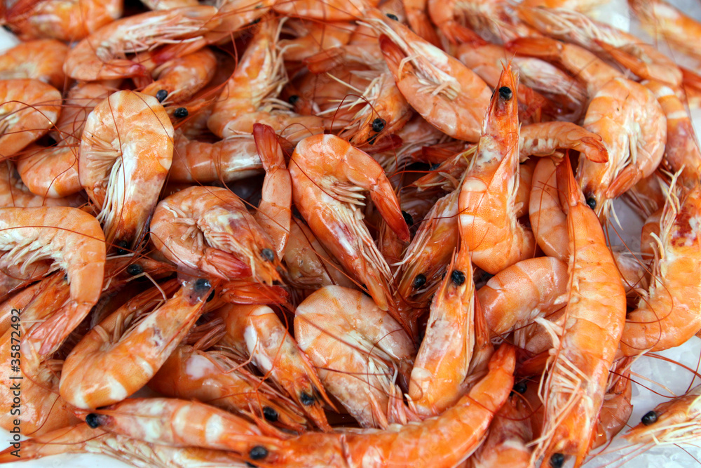 Shrimps Shrimps