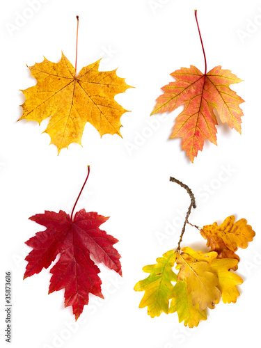 Autumn leaves isolated on white background