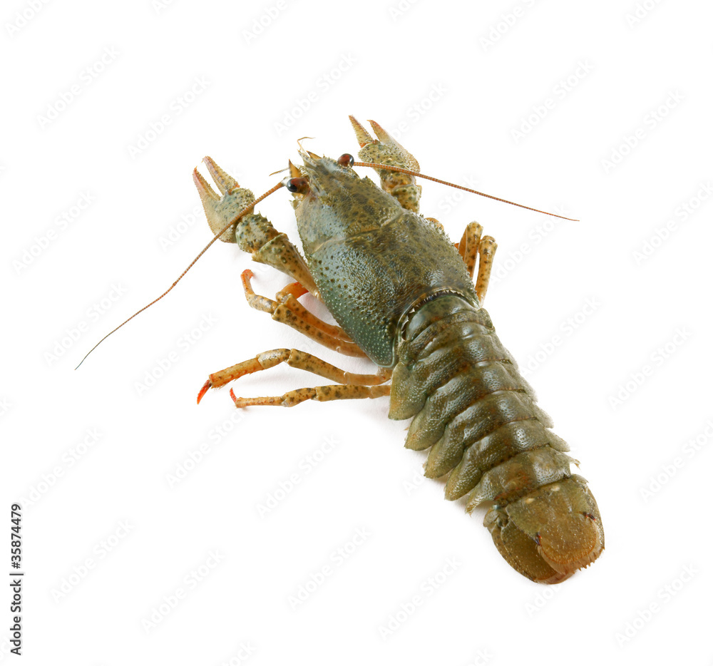 Crayfish isolated on white background Crayfish isolated on white background