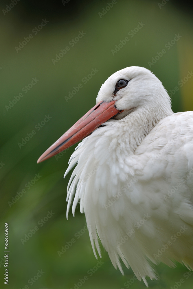Fototapeta premium Weißstorchportrait
