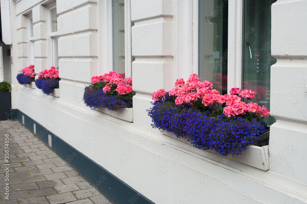 Naklejka premium flowers in window