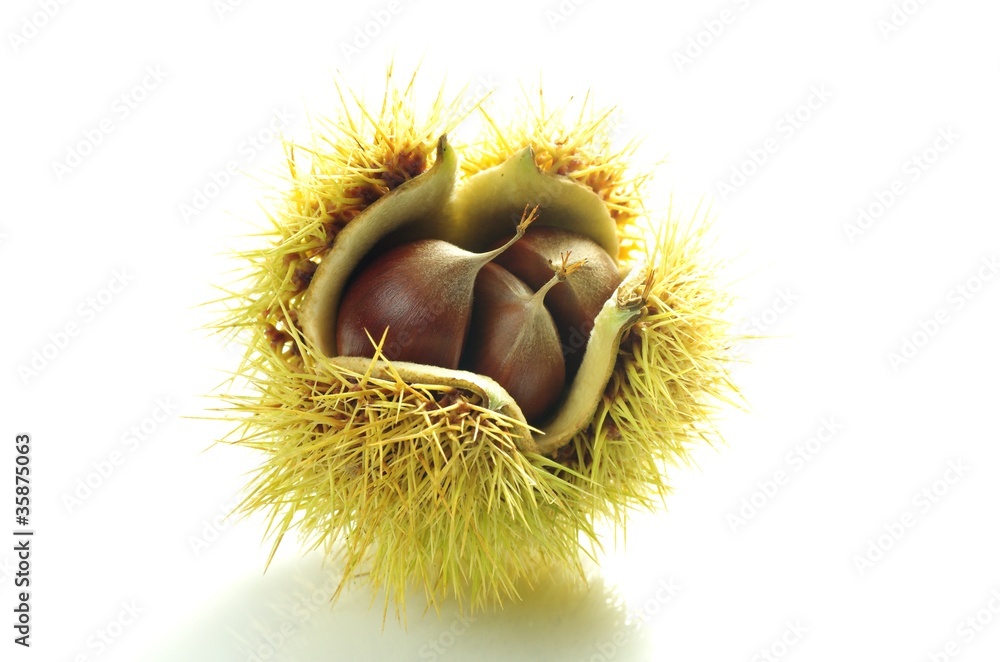 毬栗