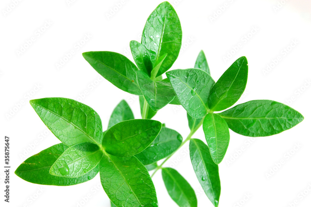 Periwinkle isolated on white Periwinkle isolated on white