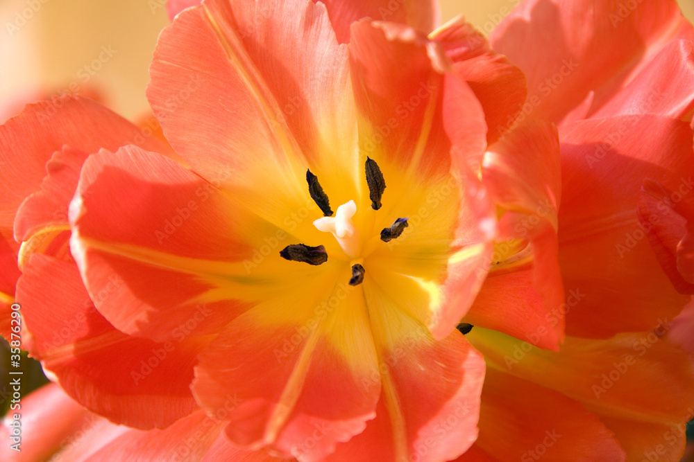 Inside a bud of the tulip flower Inside a bud of the tulip flower