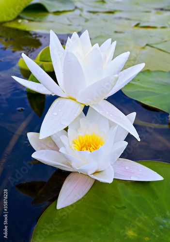 White lilies