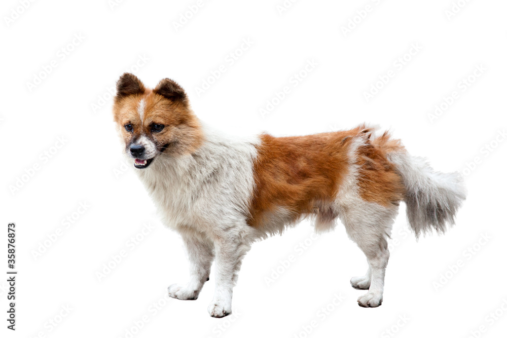 Naklejka premium Chinese Rural Dog