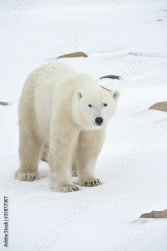 Polar bear