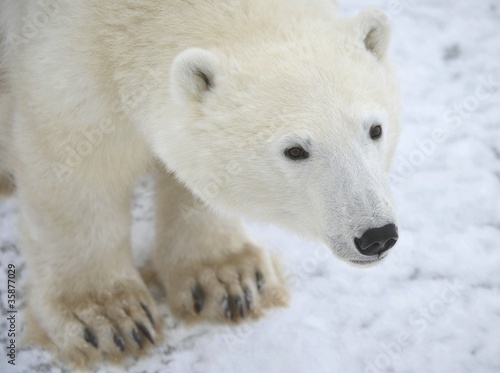 Polar bear portrait.