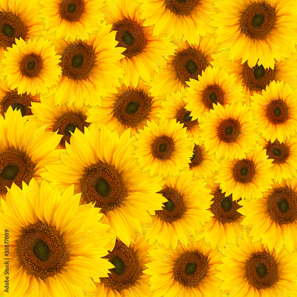beautiful yellow Sunflower beautiful yellow Sunflower