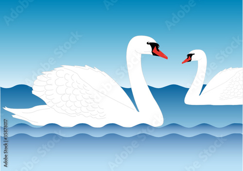schwan pärchen