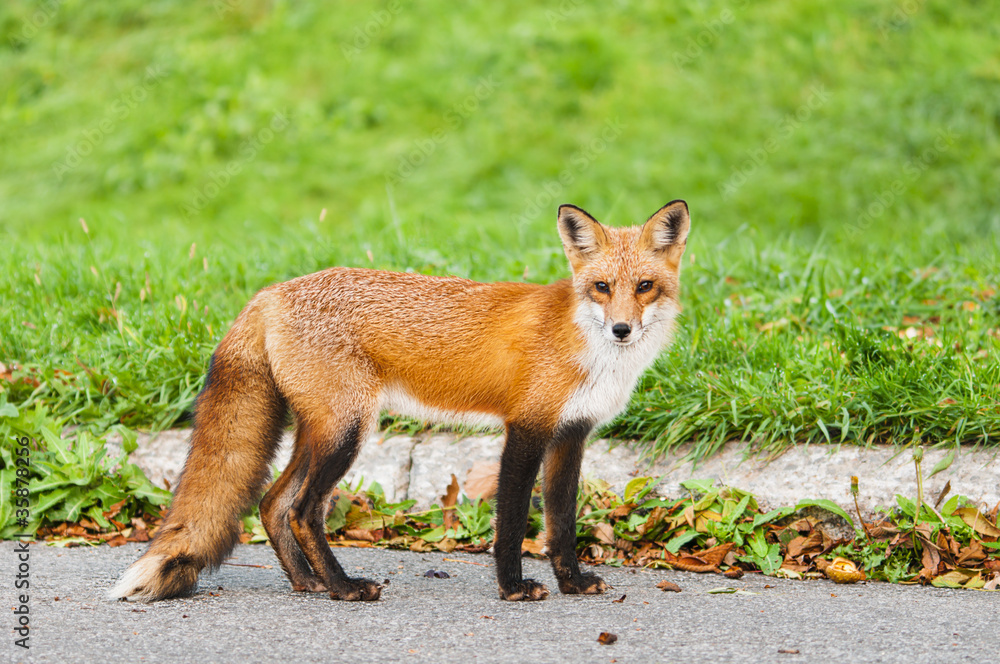 Renard Renard