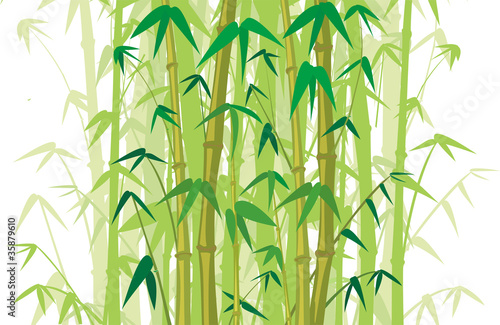 bamboo wood - background