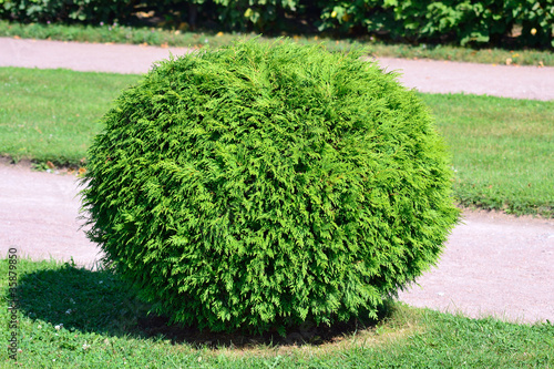 Fotografia Round bush