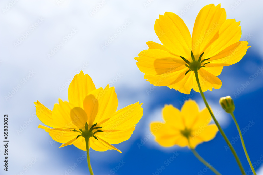 Yellow Cosmos flower and blue sky Yellow Cosmos flower and blue sky