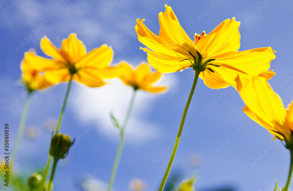 Fototapeta premium Yellow Cosmos flower and blue sky