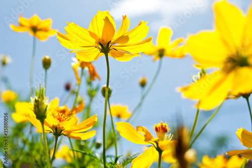 Yellow Cosmos flower and blue sky