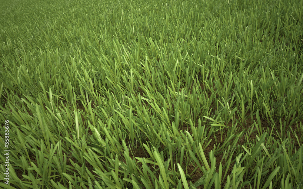 Green Yellow Grass Green Yellow Grass
