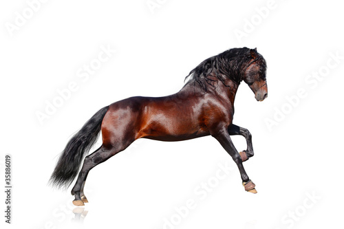 andalusian horse isolated photo