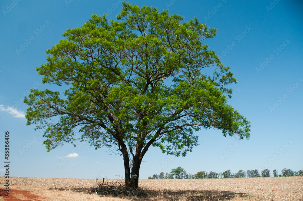 Paraná - Brasile