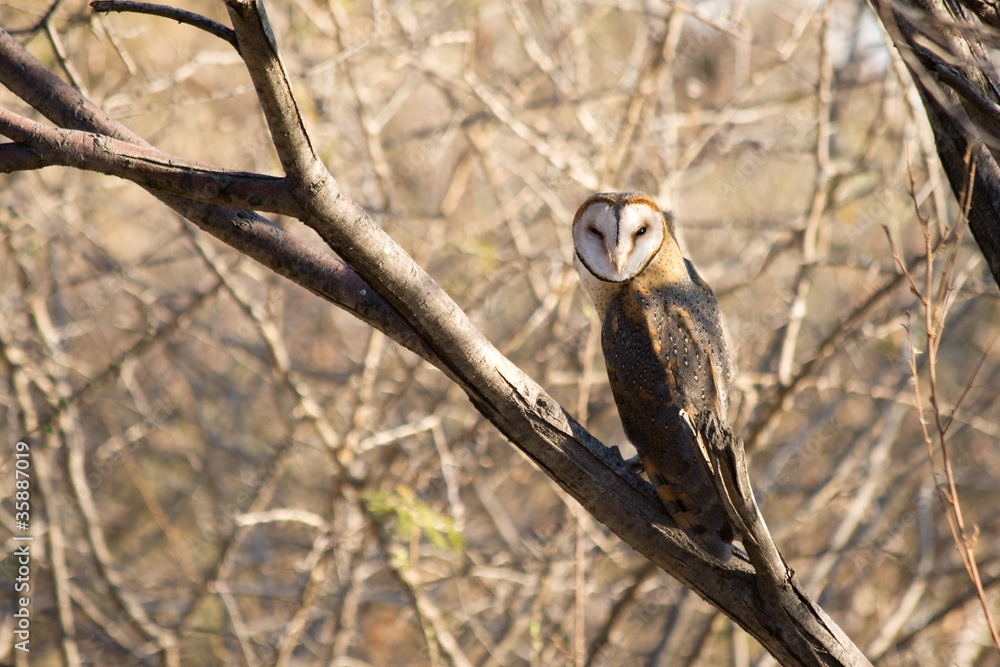 Obraz premium Barn Owl (engl.), Tyto alba (latein)