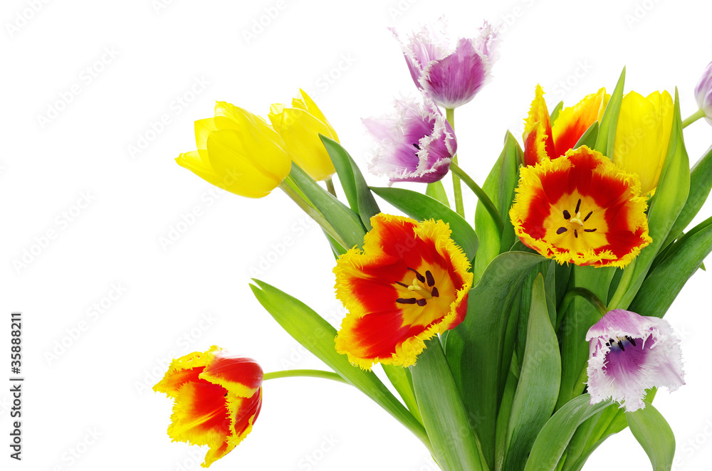 tulips tulips