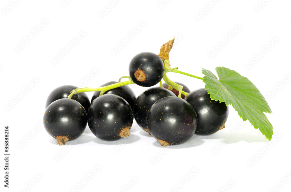 currant fruits currant fruits