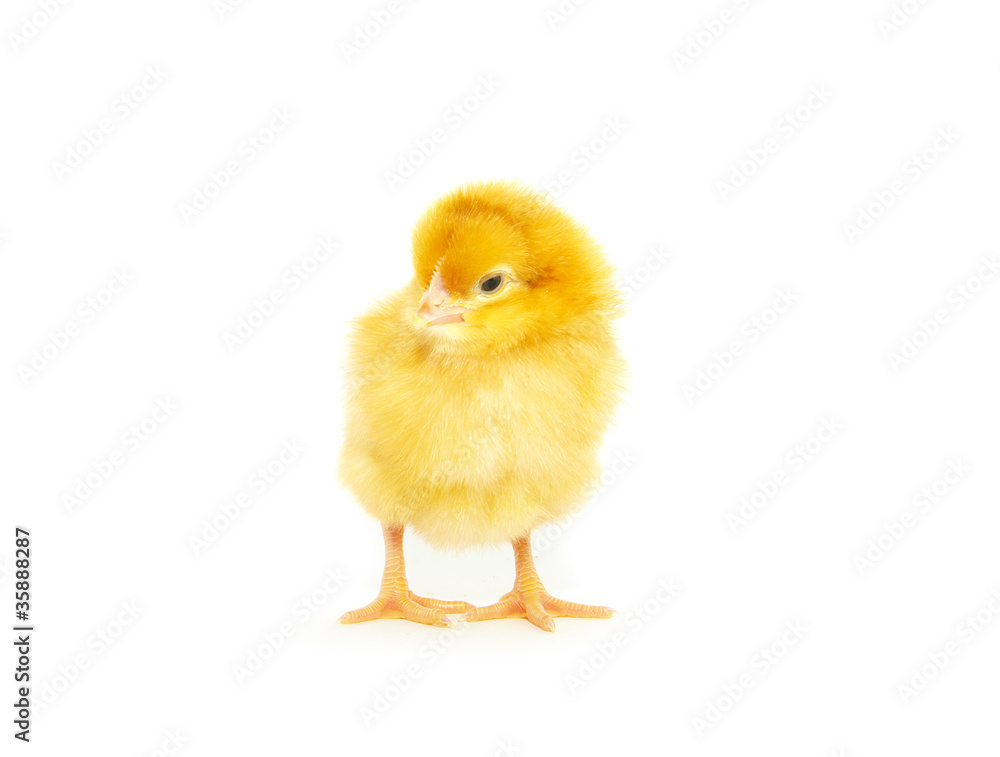 Obraz premium little chicken