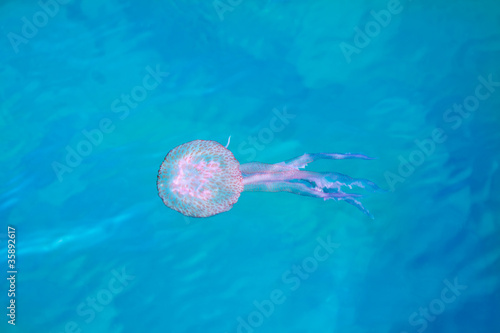 Jelly fish luminiscent pelagia noctiluca photo