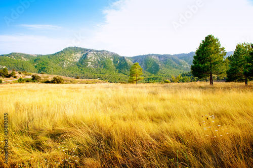 golden grass field with pine tree mountains