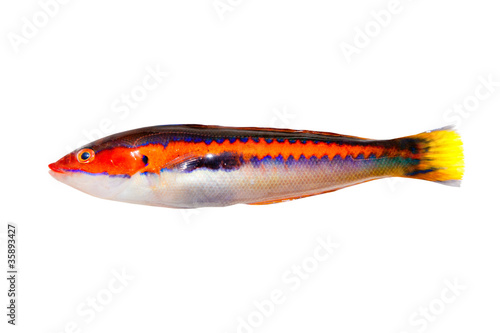 Принти на полотні coris julis fish Rainbow Wrasse isolated white