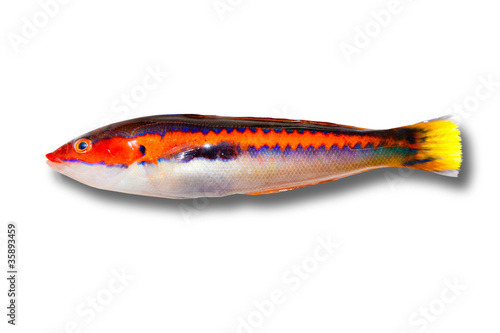 Print op canvas coris julis fish Rainbow Wrasse from Mediterranean