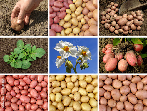 collage of potatoes growing and harvested