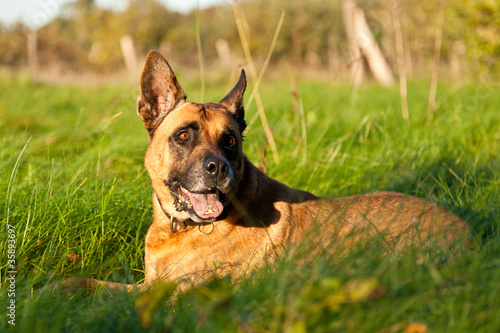 Hund auf Wiese