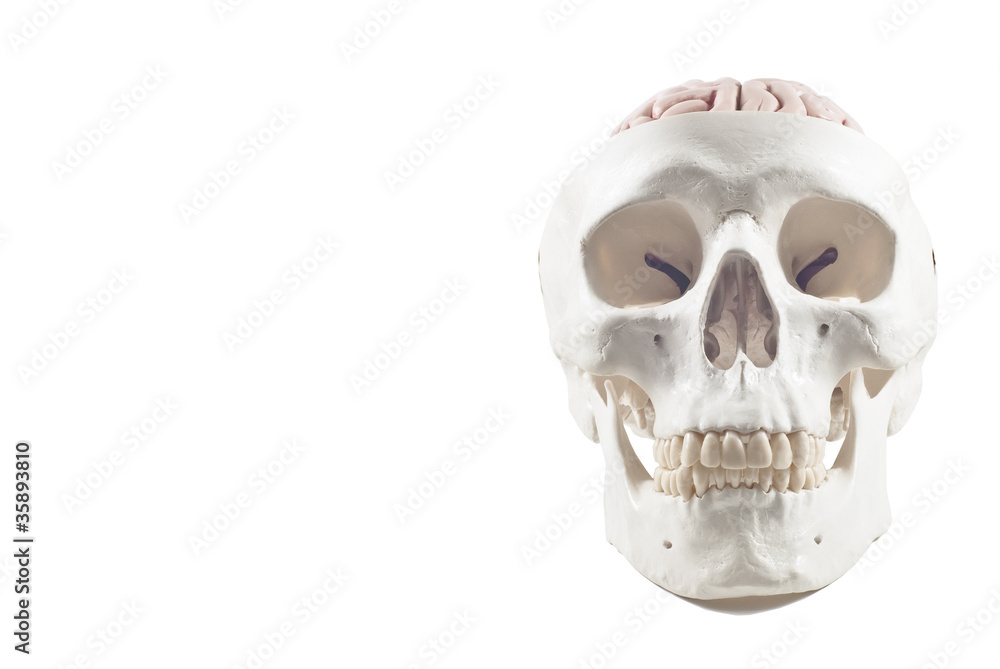 Human skull with brain model,isolated Human skull with brain model,isolated