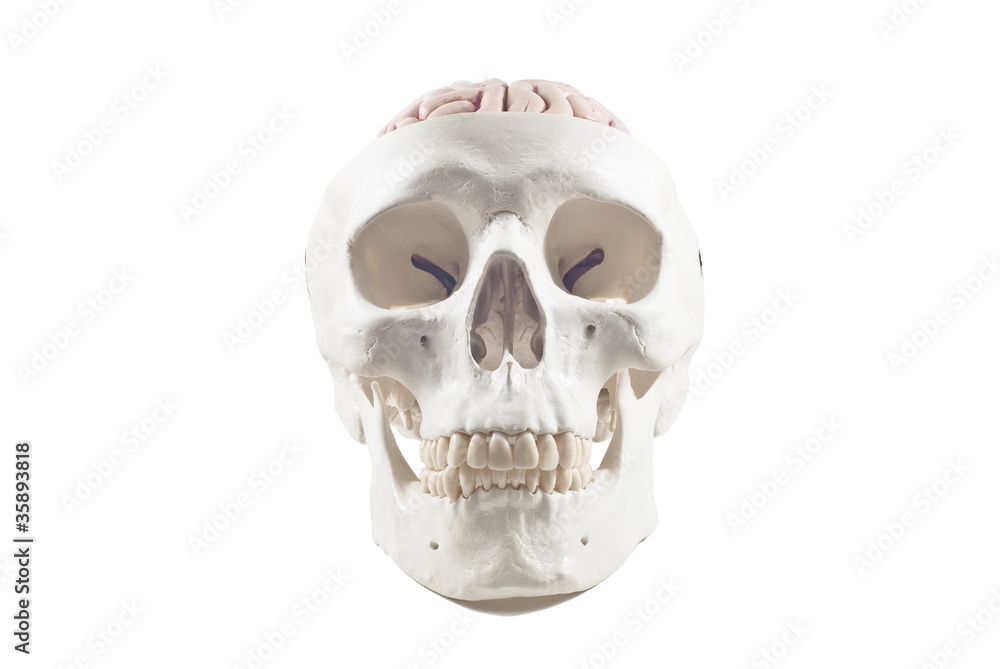Human skull with brain model,isolated Human skull with brain model,isolated