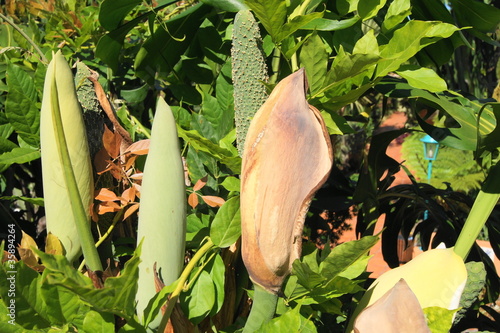 Fruchtstände der Monstera