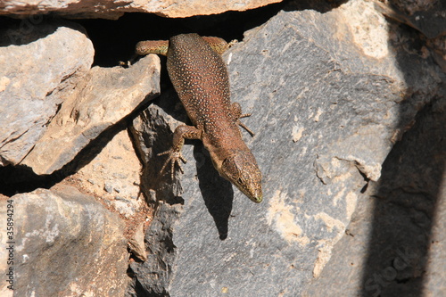 Madeira-Mauereidechse