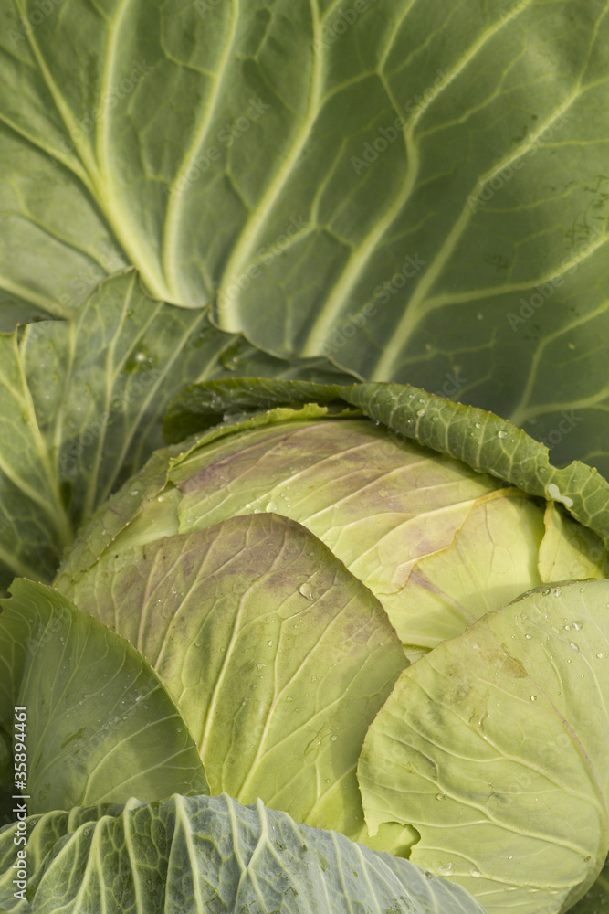 Obraz premium Cabbage vegetables ripe autumn