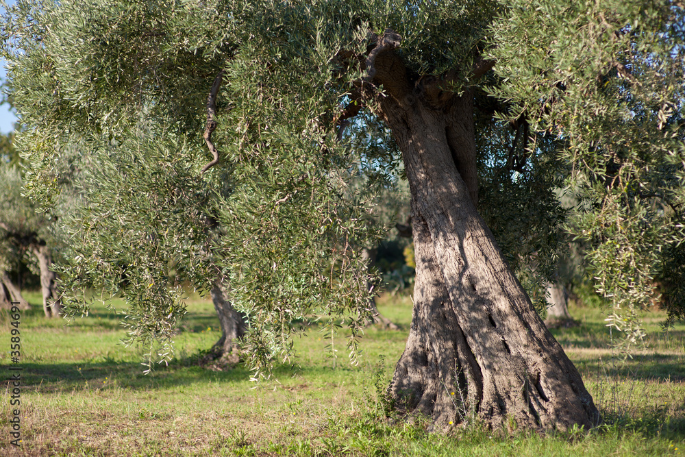 Fototapeta premium olive tree