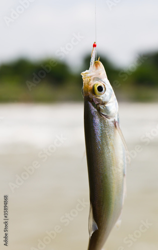 Fish on a hook