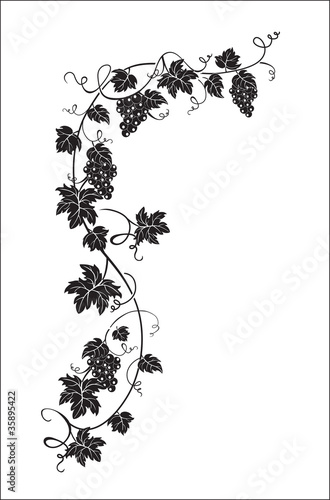 Branch of grapes