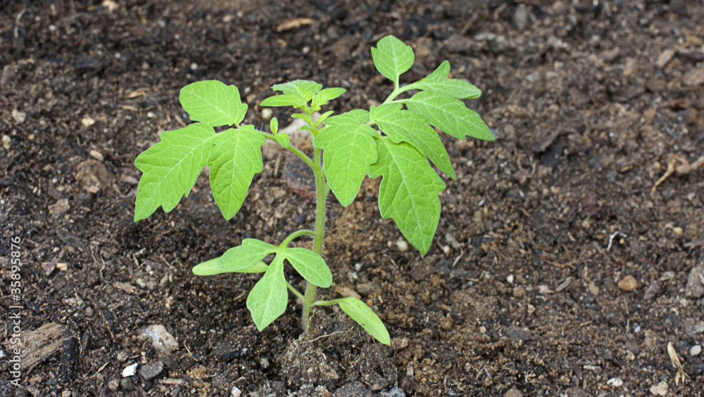 young tomato plant young tomato plant
