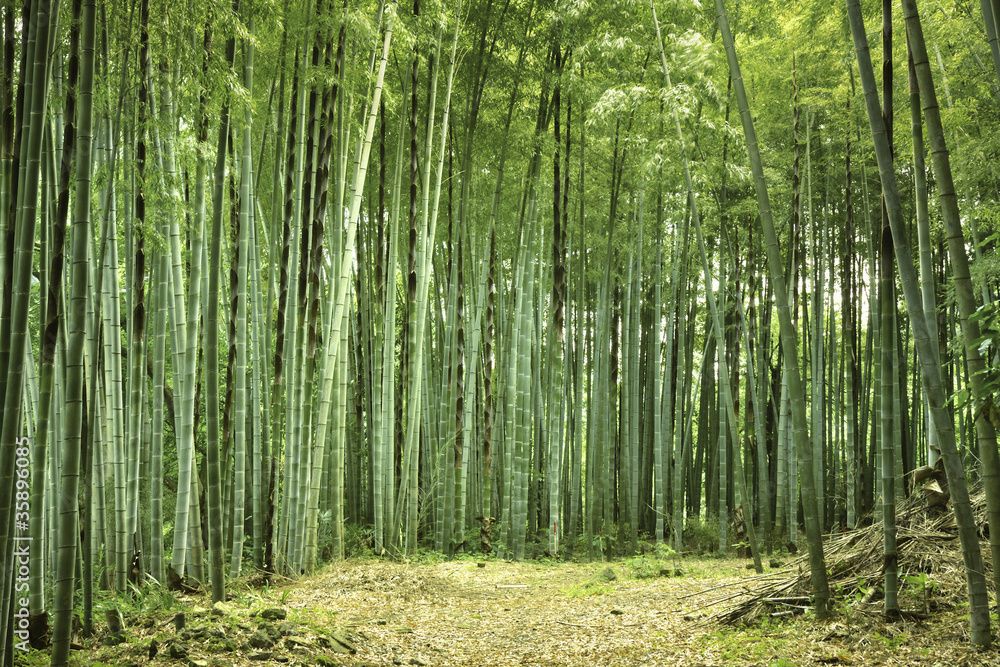 Fototapeta premium bamboo forest