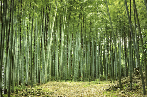 bamboo forest © Yury Zap