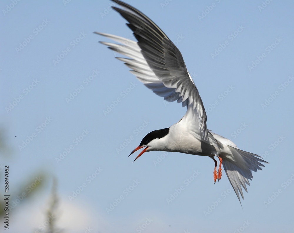Tern in flight
